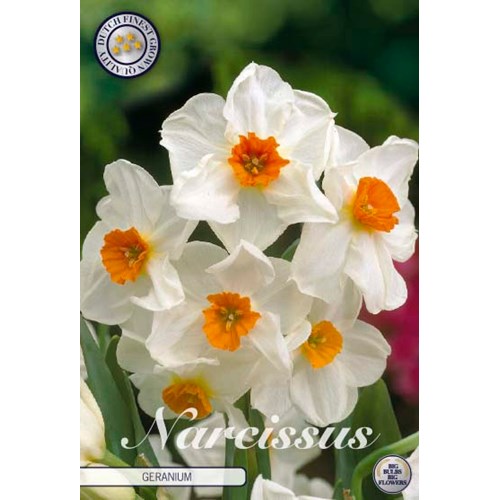 Narciss, Pingstlilja, Geranium