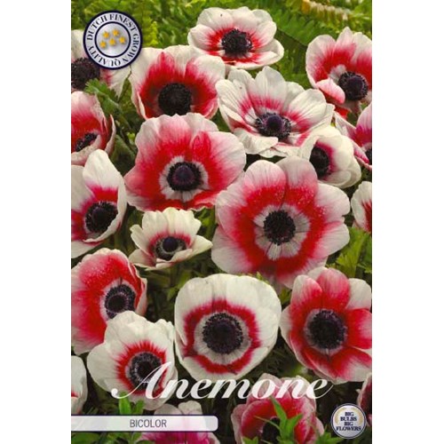 Anemon Coronaria Bicolor