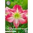 Amaryllis, Exposure