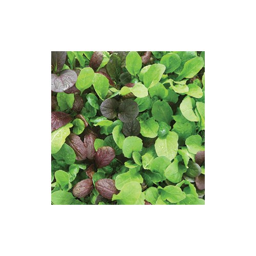 Kål, Pak Choi, mix
