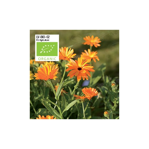 Ringblomma, Organic
