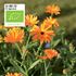 Ringblomma, Organic