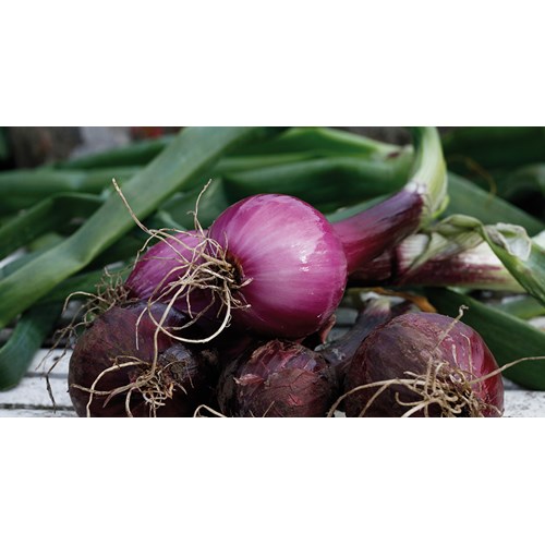 Röd lök, Red Baron, ekologisk, 250 gram