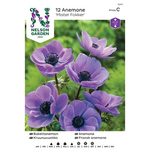 Anemon, Bukett-, enkel, Mr Fokker, blå