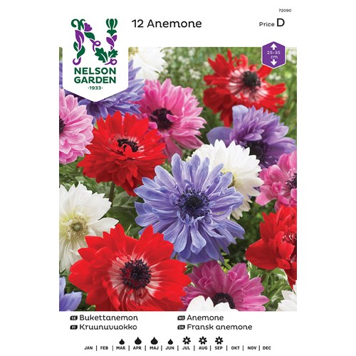 Anemon, Bukett-, dubb, bl färger