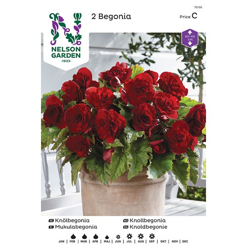 Begonia, dubbel storbl. röd