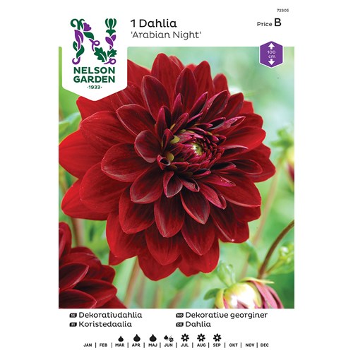 Dahlia, Arabian night