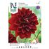 Dahlia, Arabian night