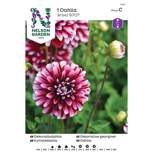 Dahlia, Ariko