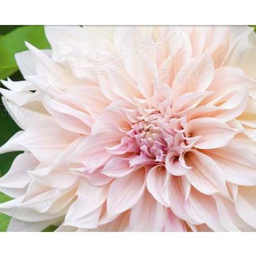 Dahlia, Cafe au Lait