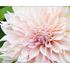 Dahlia, Cafe au Lait