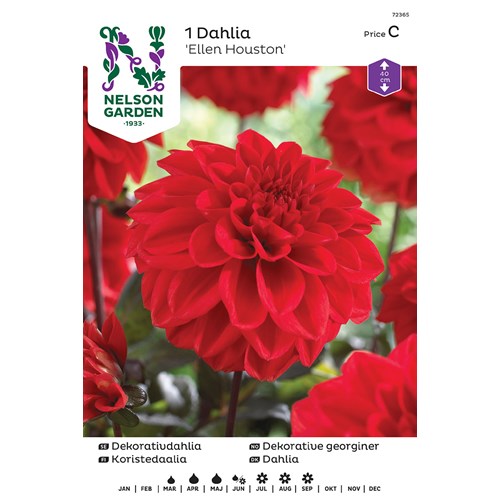 Dahlia, Ellen Houston