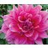 Dahlia, Emory Paul