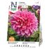 Dahlia, Emory Paul
