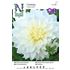 Dahlia, Fleurel