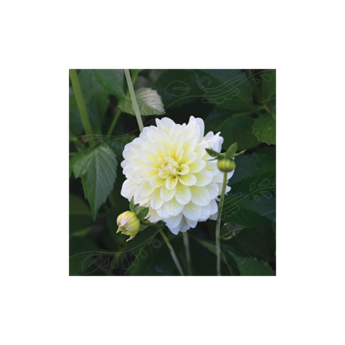 Dahlia, Innocence Silence