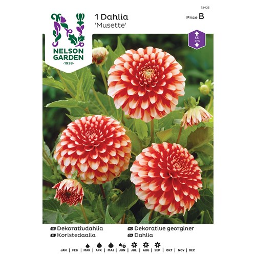Dahlia, Musette
