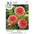 Dahlia, Musette