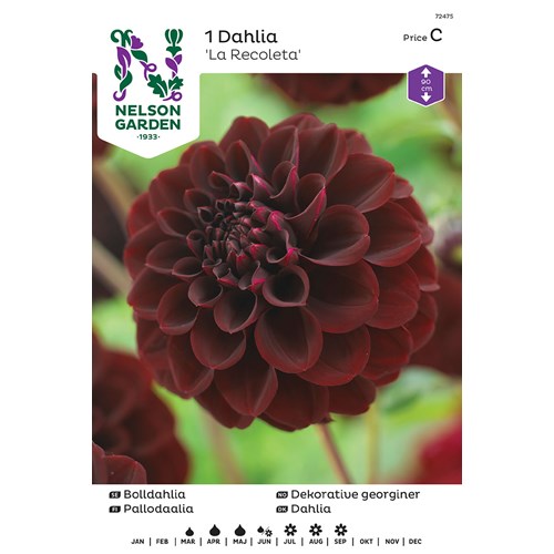 Dahlia, La Recoleta