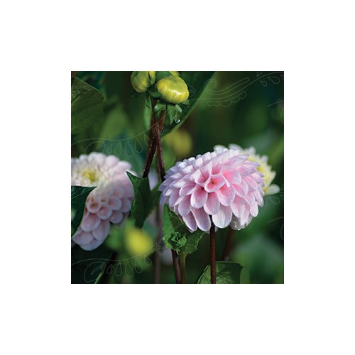 Dahlia, Wizard of Oz