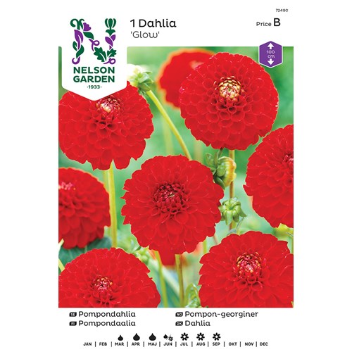 Dahlia, Nescio