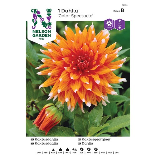 Dahlia, Color Spectacle