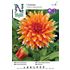 Dahlia, Color Spectacle