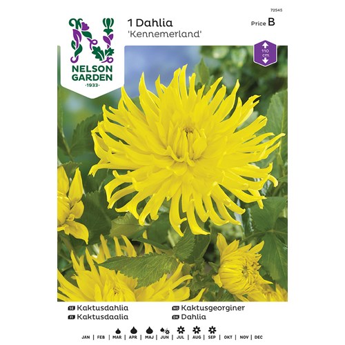 Dahlia, Kennemerland