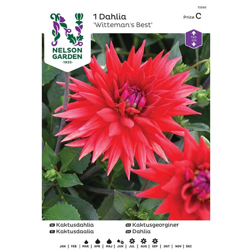 Dahlia, Wittemans best