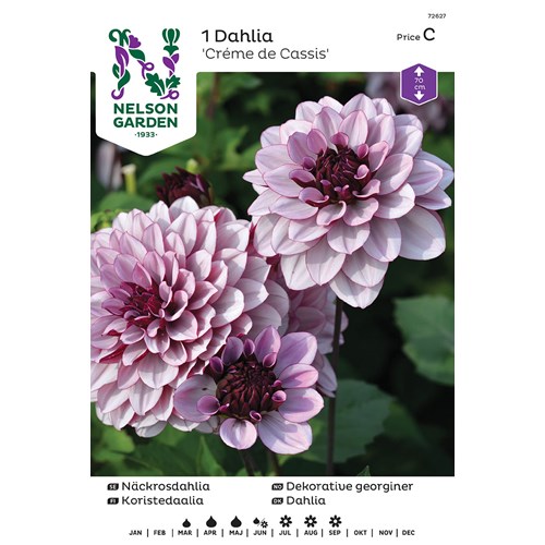 Dahlia, Créme de Cassis