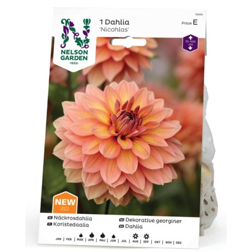 Dahlia, Nicholas