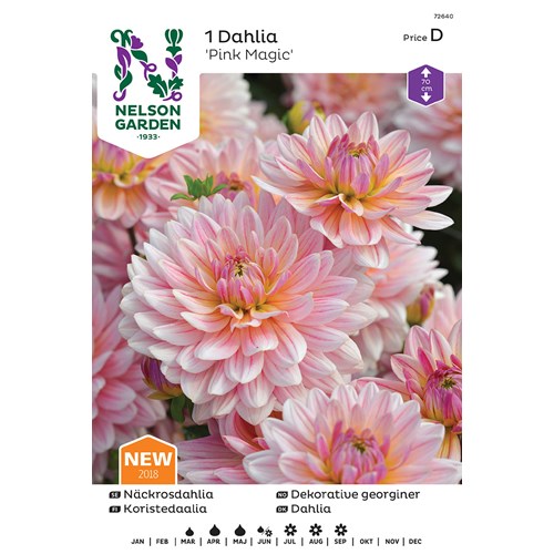 Dahlia, Pink Magic
