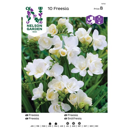 Freesia, Dubbel, vit