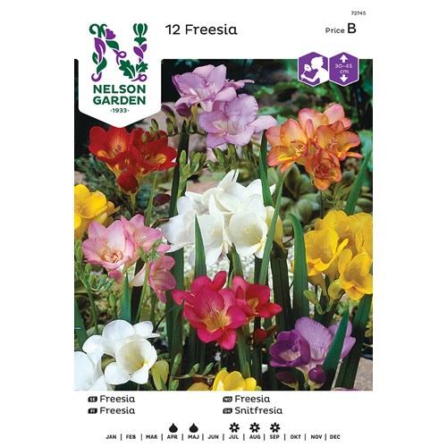 Freesia, Enkel, bland. färger