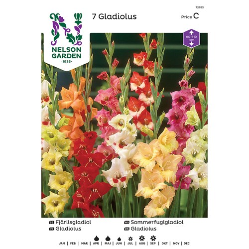 Gladiol, Fjärils-, bland. färger