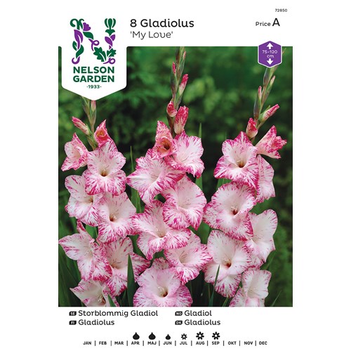 Gladiol, Storblom. My Love, vit m rosa