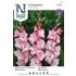 Gladiol, Storblom. My Love, vit m rosa