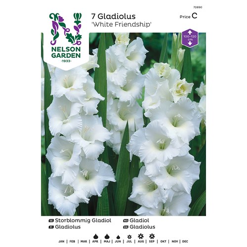 Gladiol, storblommig, White Friendship