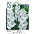 Gladiol, storblommig, White Friendship