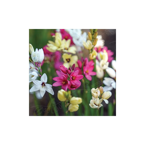 Ixia, blandade färger