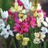 Ixia, blandade färger
