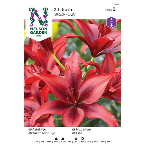 Lilja, asiat, Timoko