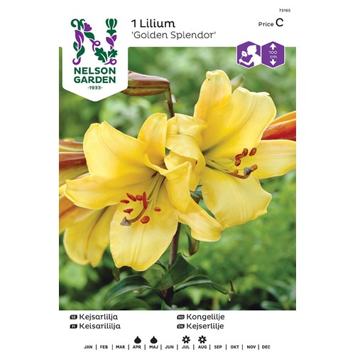 Lilja, Kejsar-, Golden Splendor