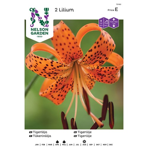 Lilja, Tiger-, lancifolium, orange