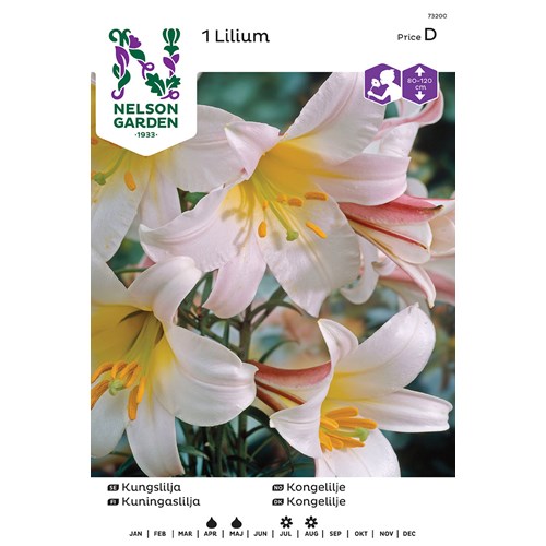 Lilja, Kungs-, Regale, vit