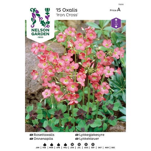 Rosettoxalis, Iron Cross, rosa