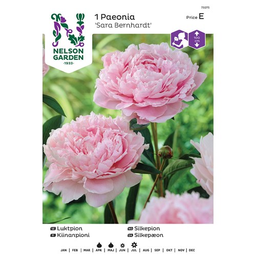 Pion, Sara Bernhardt, rosa