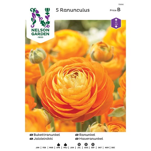 Ranunkel, Ranunculus, orange