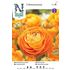 Ranunkel, Ranunculus, orange