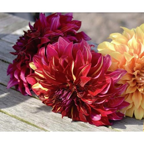 Dahlia, Burning Sunset, Lovely Match